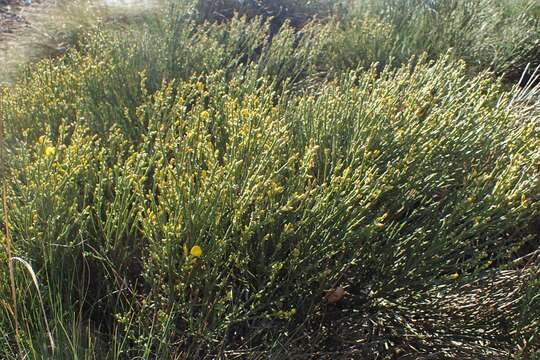 Image of Cytisus oromediterraneus