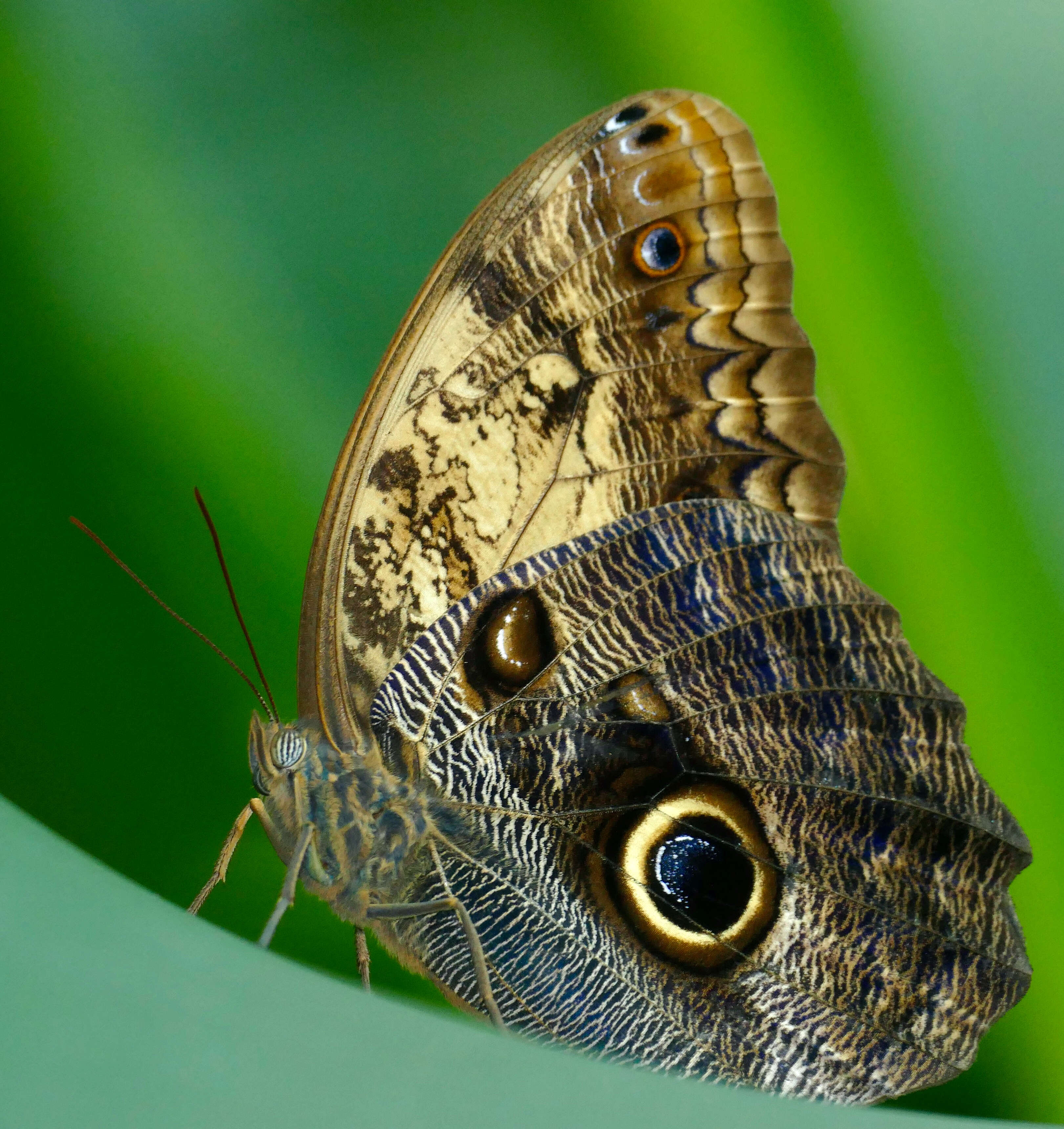 Image of Caligo telamonius