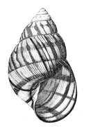 Image of <i>Orthalicus reses</i> (Say 1830)
