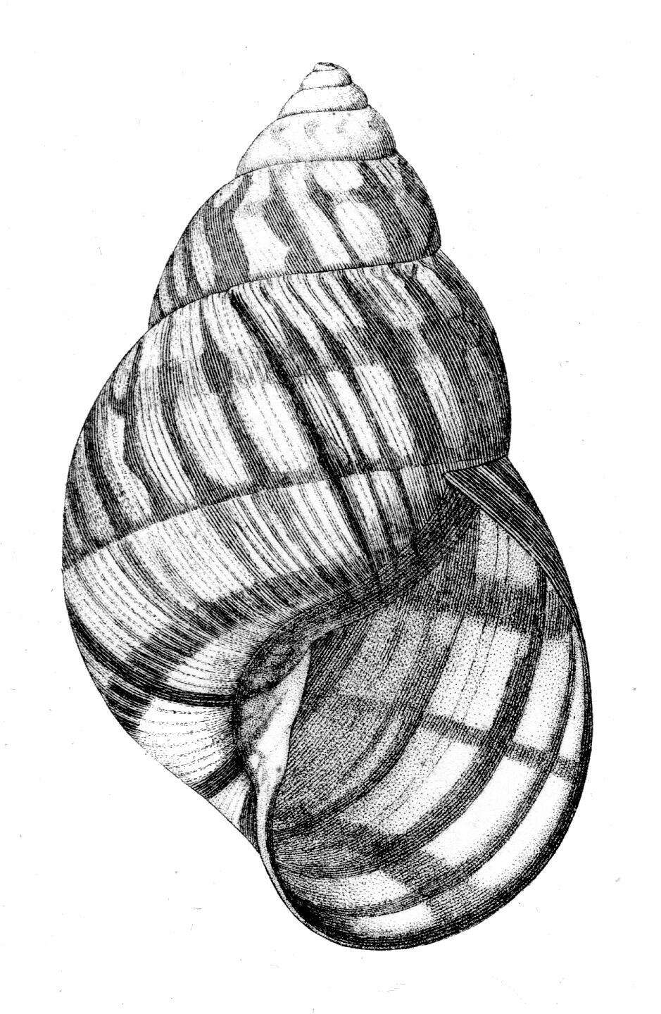 Image of <i>Orthalicus reses</i> (Say 1830)
