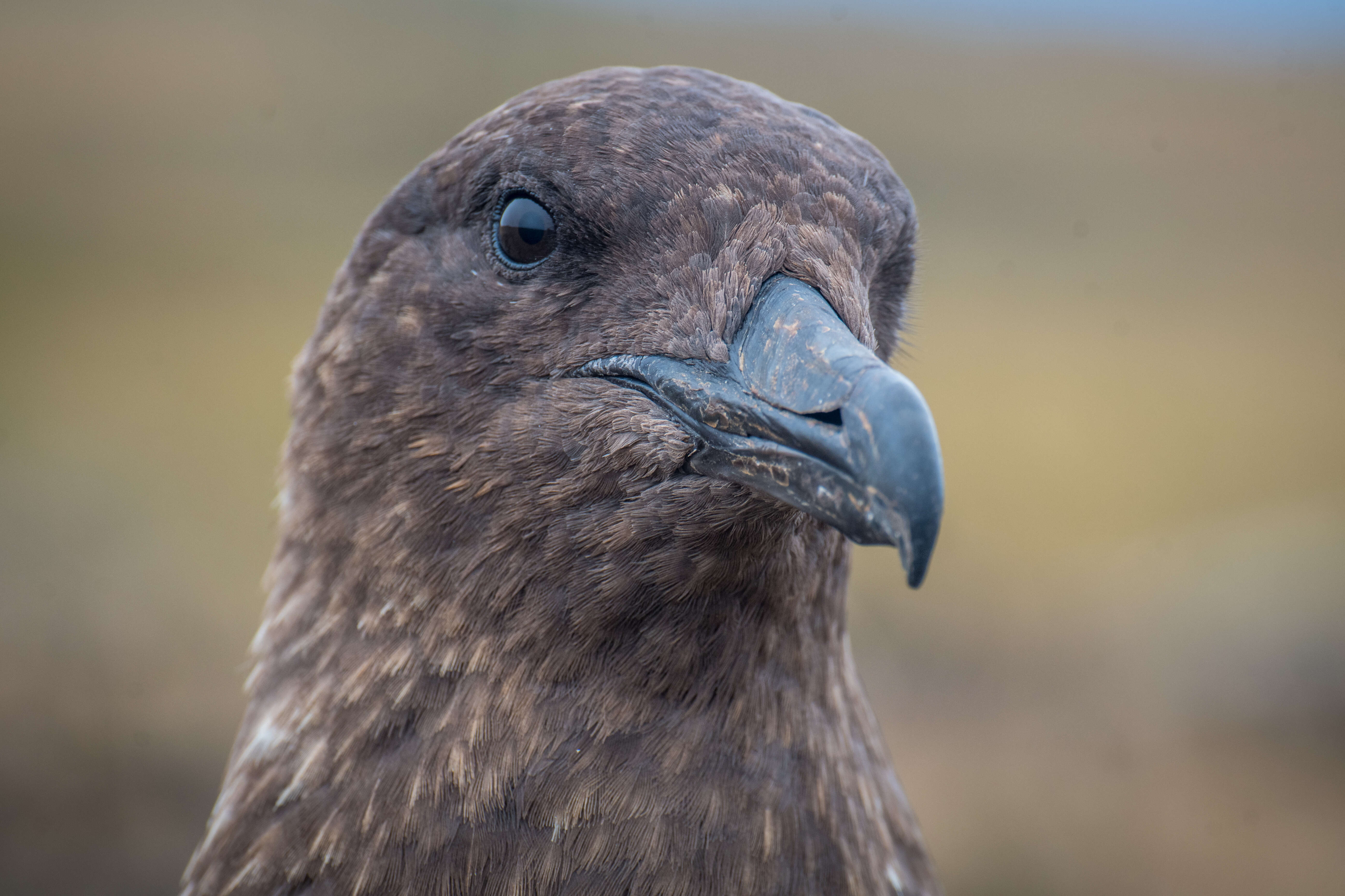 Image of Brown Skua