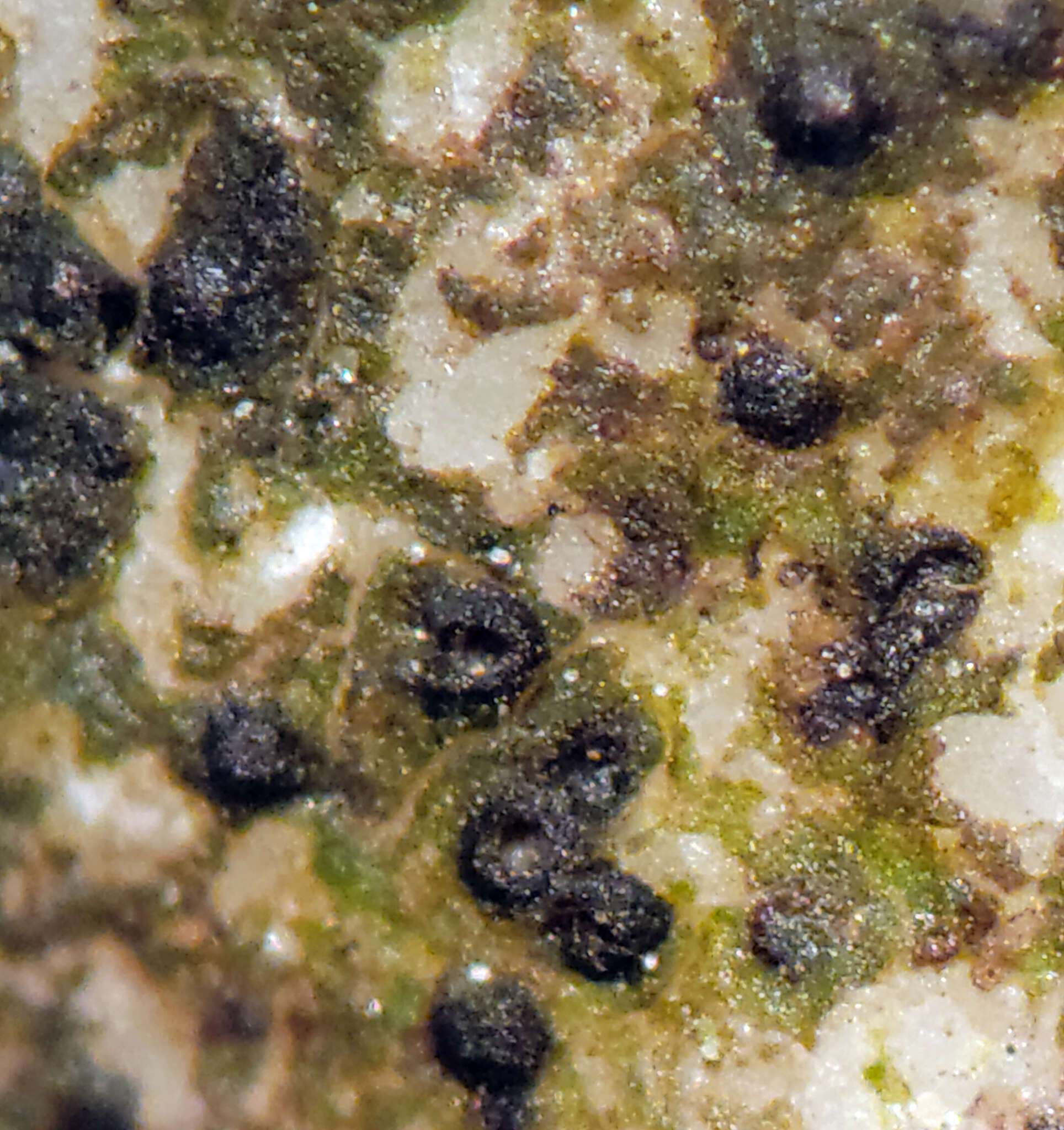 Image of wart lichen