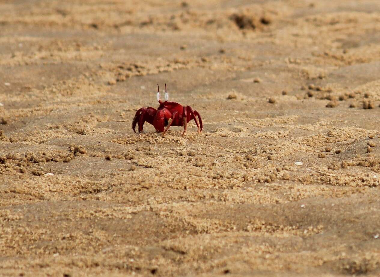 Image of red ghost crab