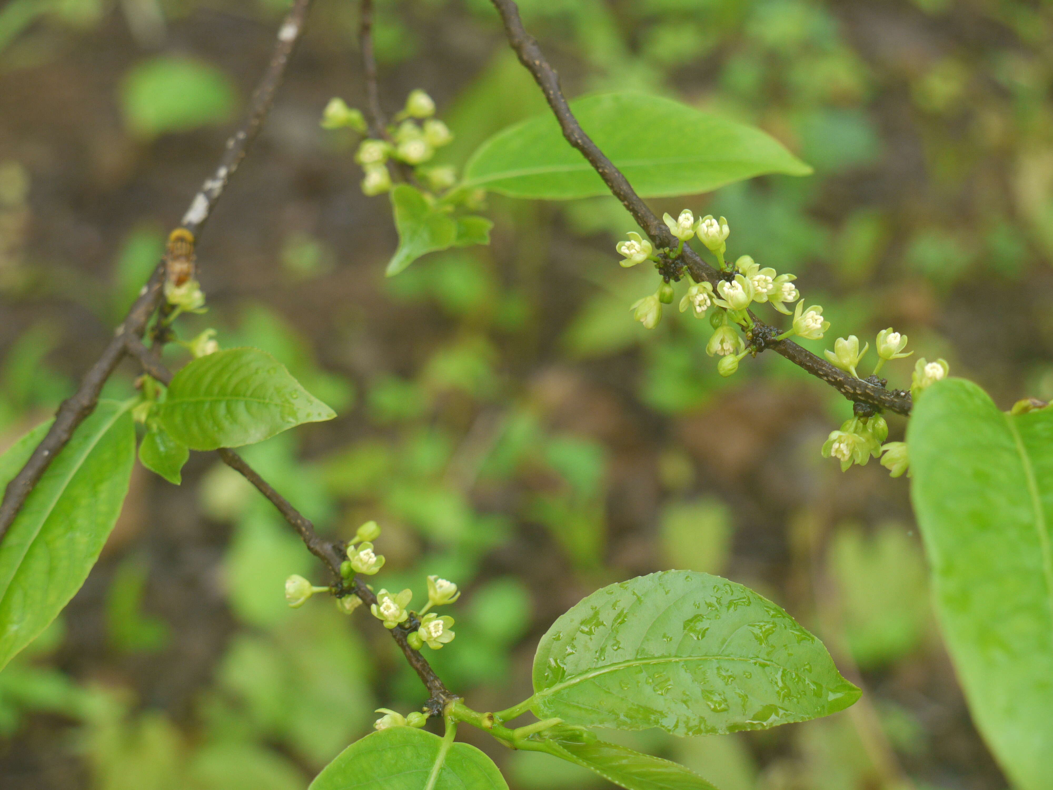 Image of Casearia tomentosa Roxb.