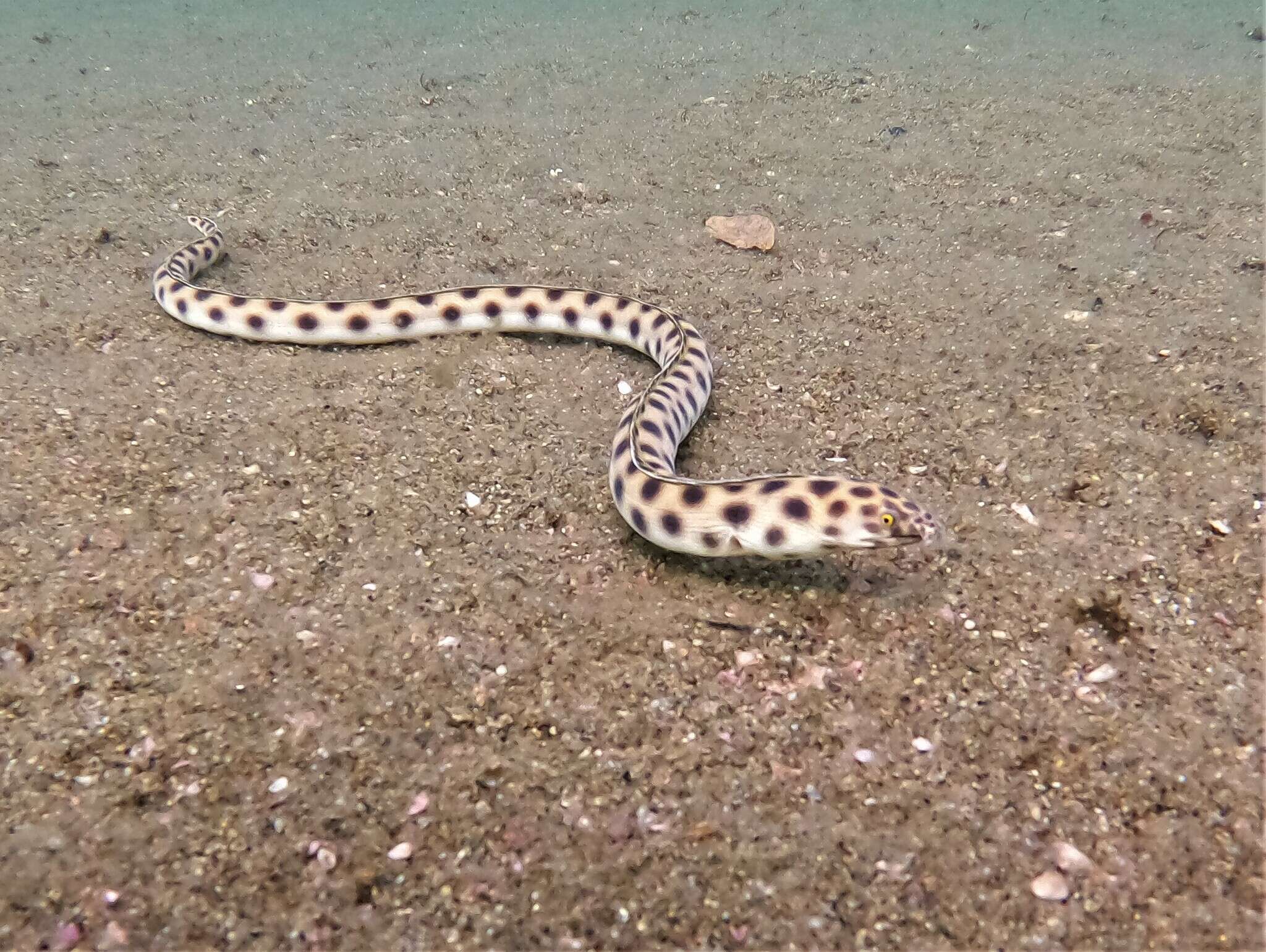 Image of Snake-eels