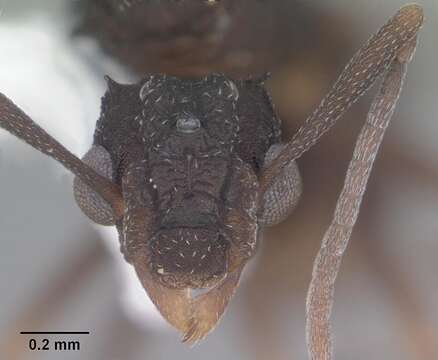 Image of Ant