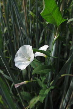 Image of Field Bindweed