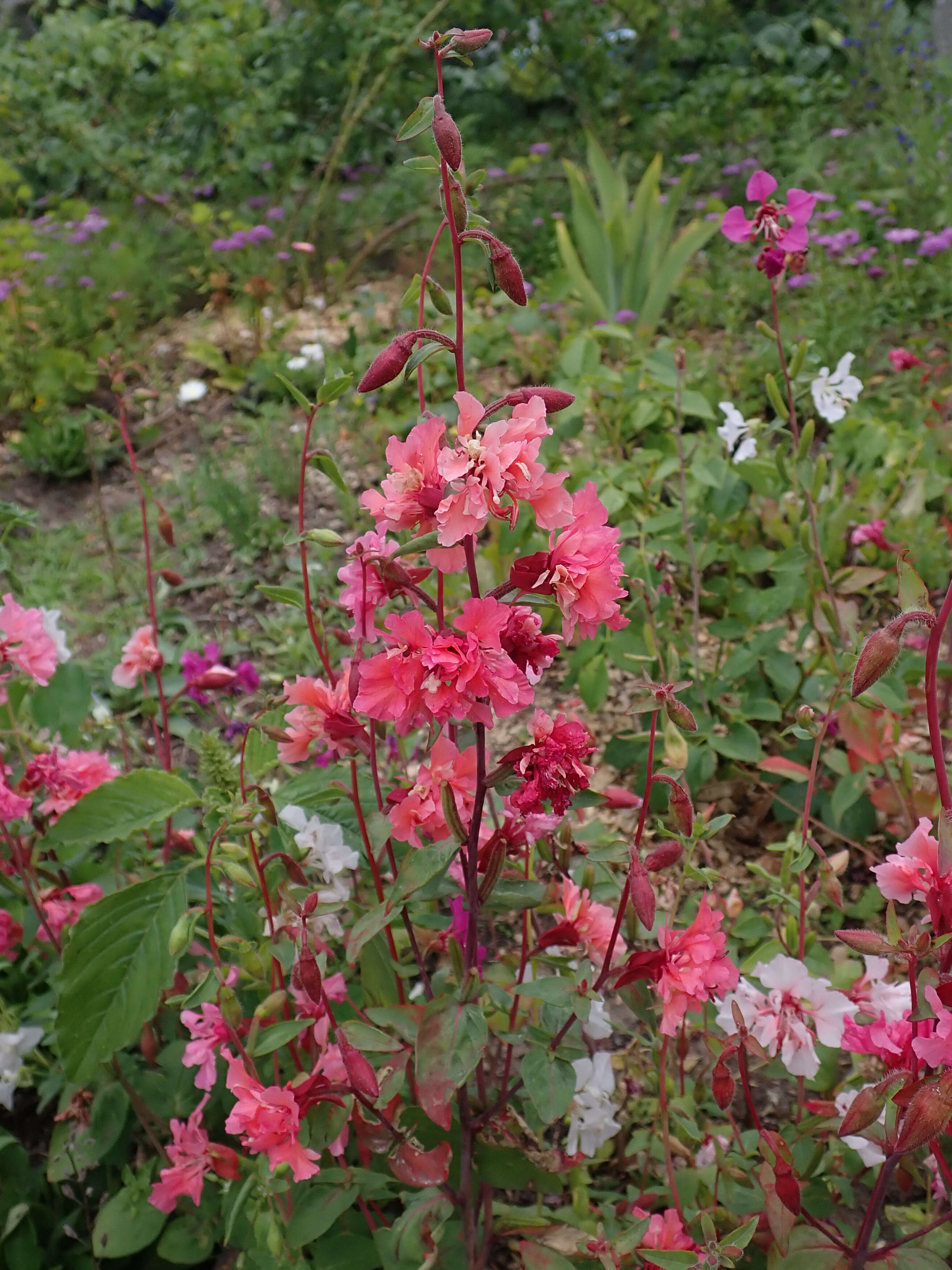 Image of elegant clarkia