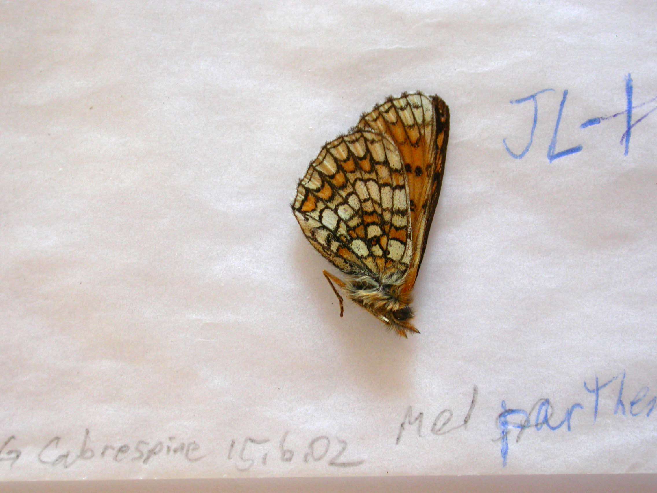 Plancia ëd Melitaea parthenoides