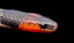 Image of Clark's Ground Snake