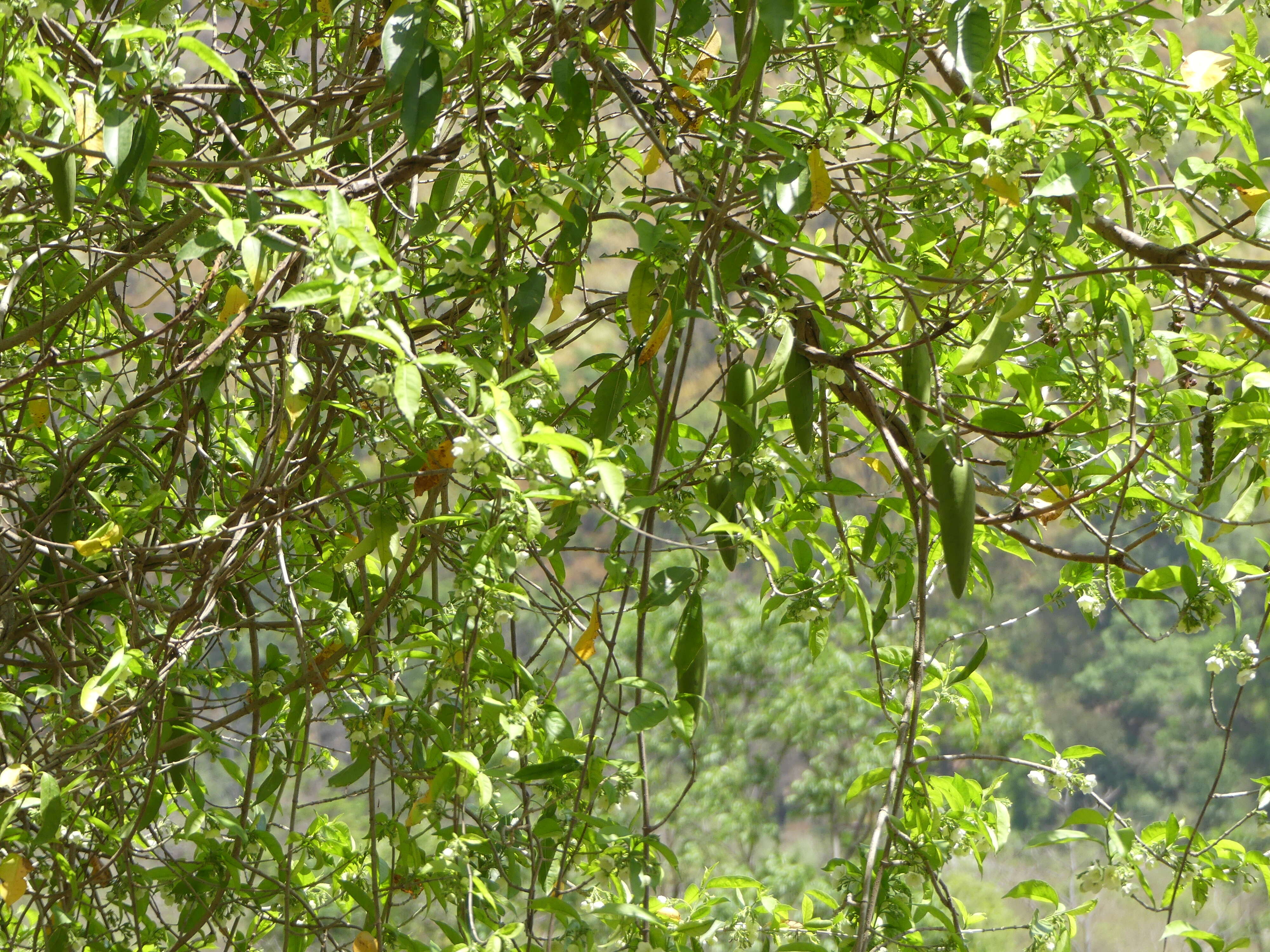 Image of Cryptolepis buchananii Schultes ex Roemer & Schultes