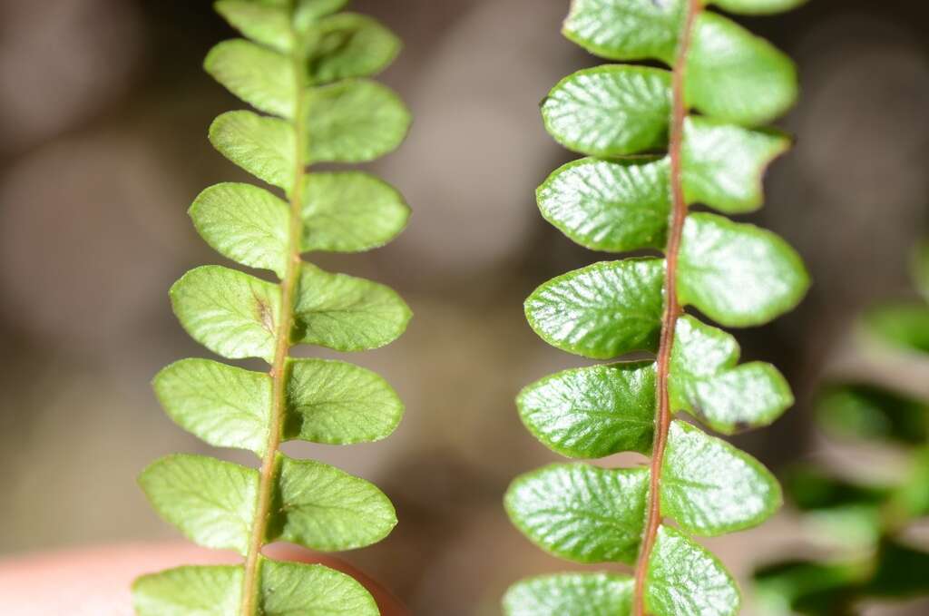 Image of Pteridophyta