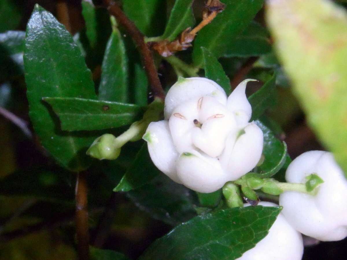 Image of Gaultheria depressa Hook. fil.