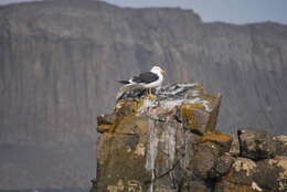 Image of Kelp Gull