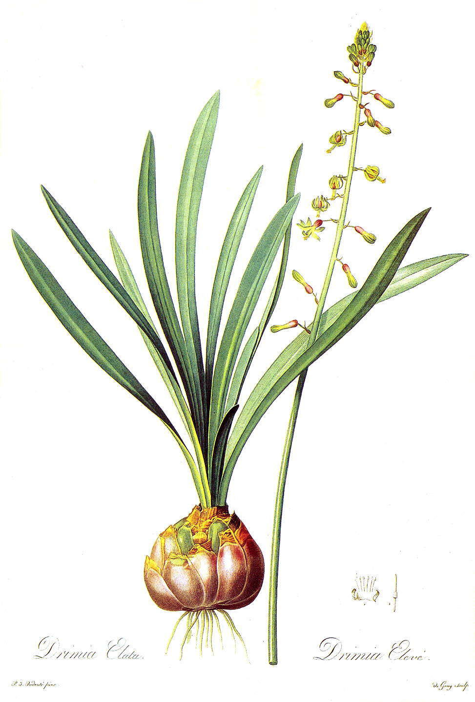 Image of Satin squill