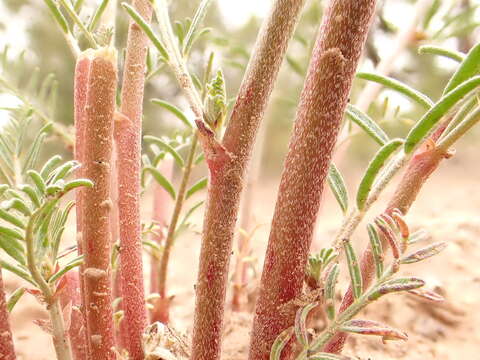 صورة Astragalus schmolliae