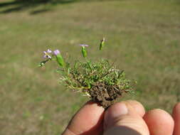 Image of Vittadinia muelleri N. T. Burbidge