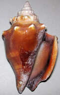 Image of Florida fighting conch