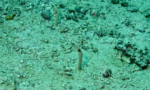 Image of garden eel