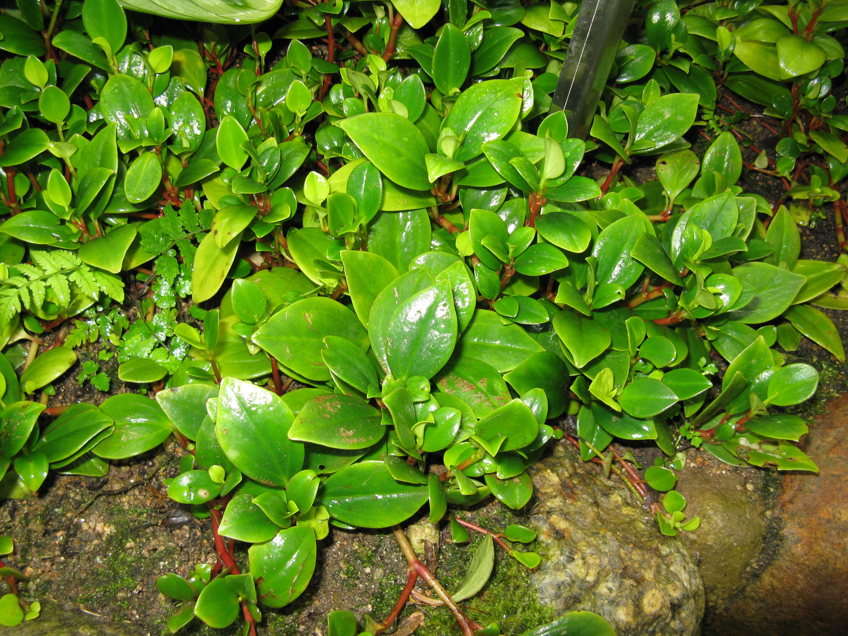 Image of cypress peperomia