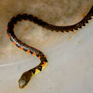 Image of Red-sided Keelback Water Snake