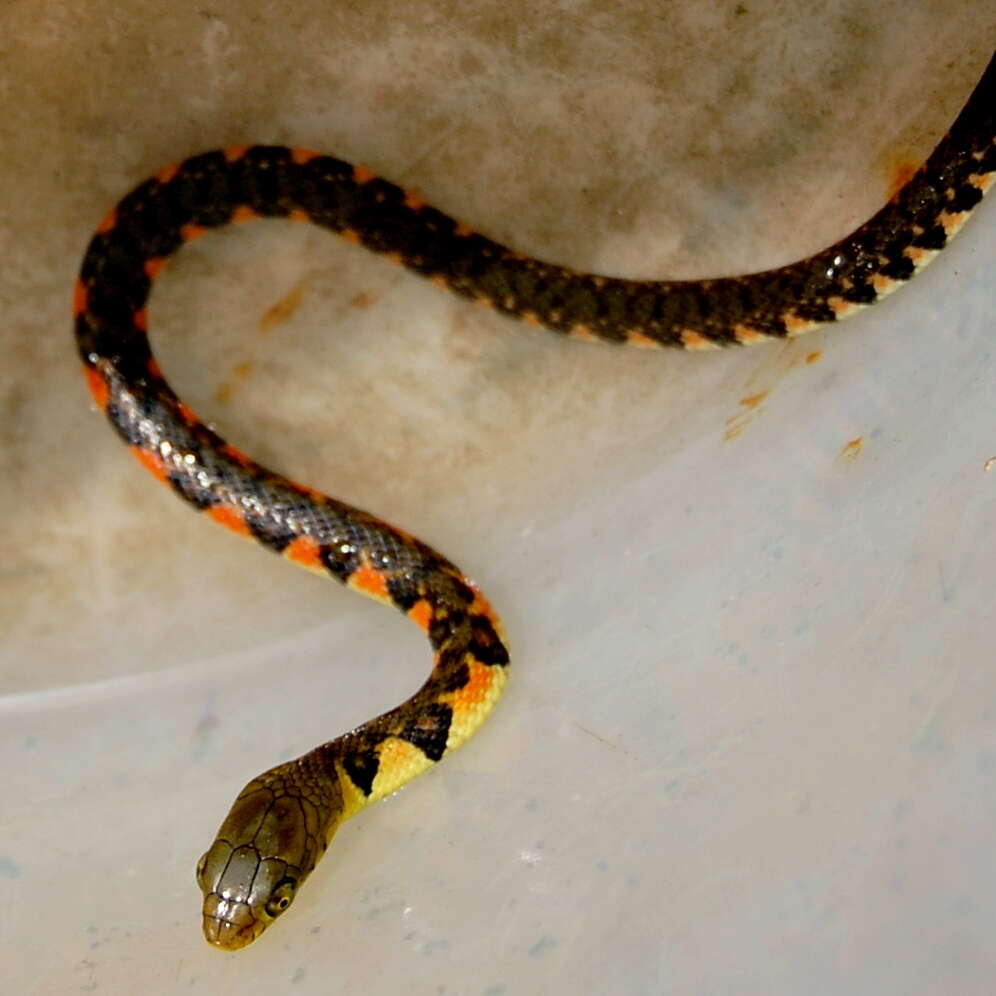 Image of Red-sided Keelback Water Snake