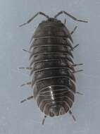 Image of Isopod