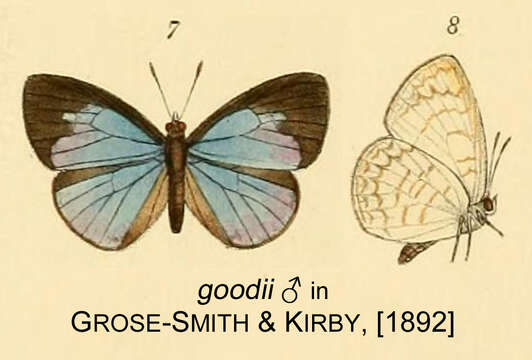 Image of Geritola goodii