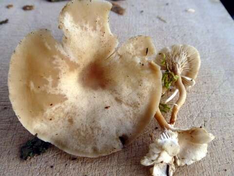 Image de Clitocybe marginella Harmaja 1969