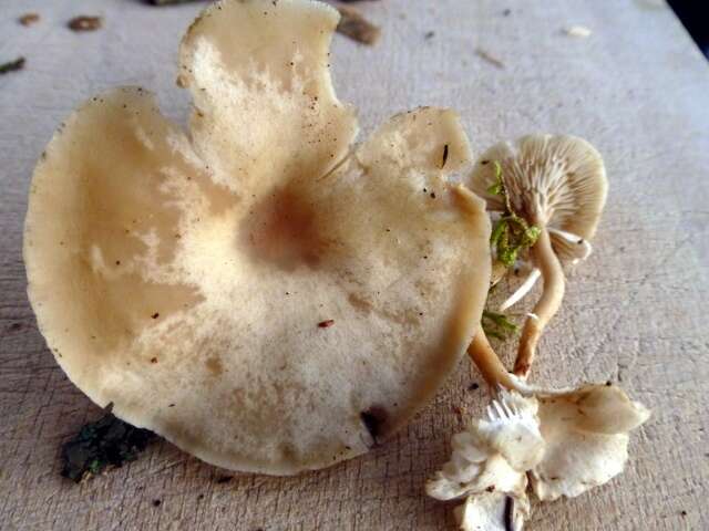 Image of Clitocybe marginella Harmaja 1969