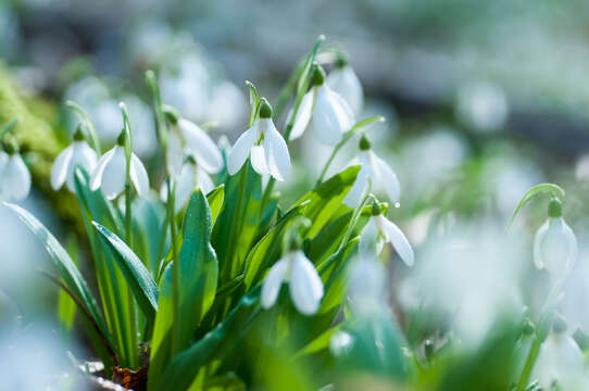 Image of Galanthus plicatus M. Bieb.