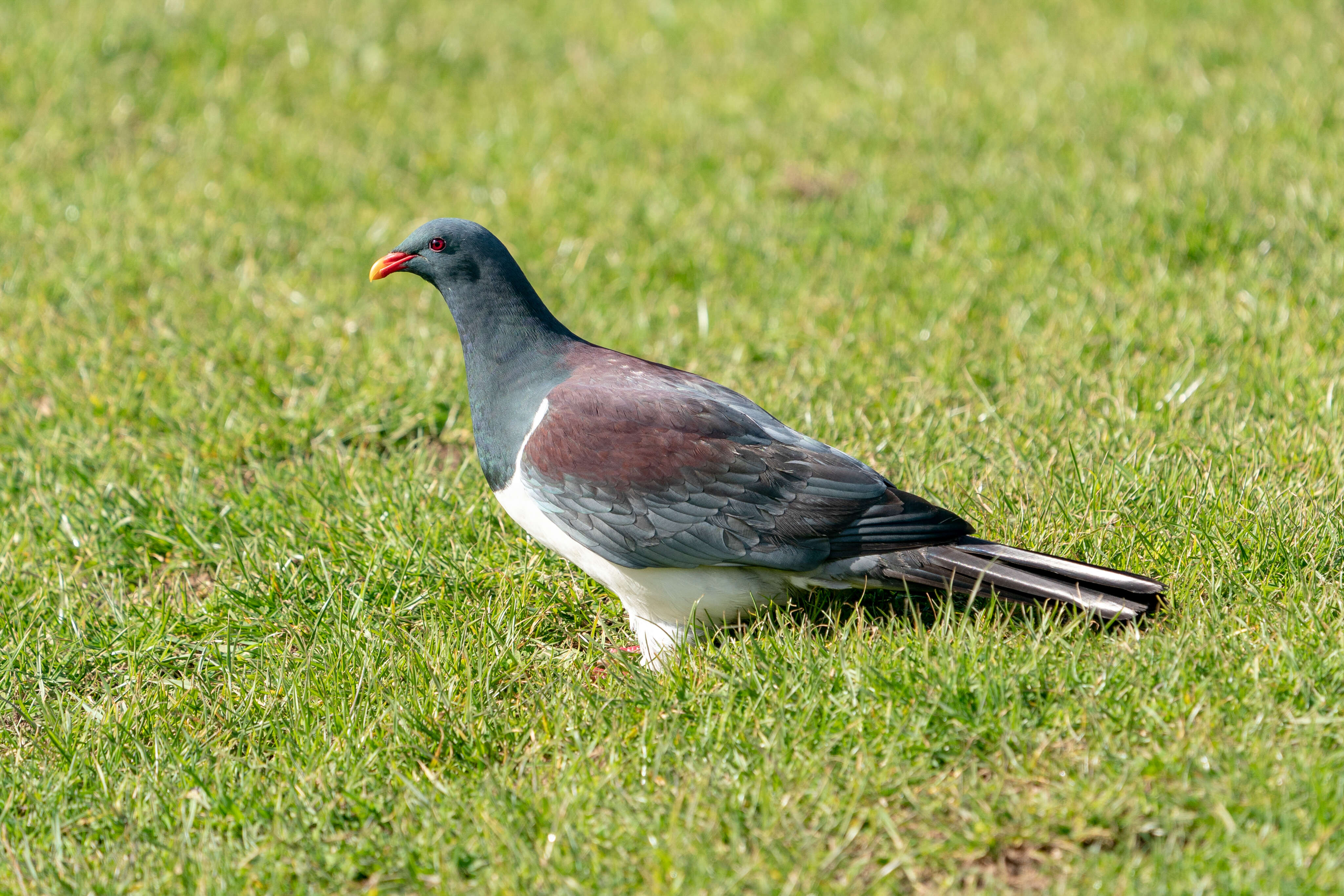 Image of Chatham Island pigeon