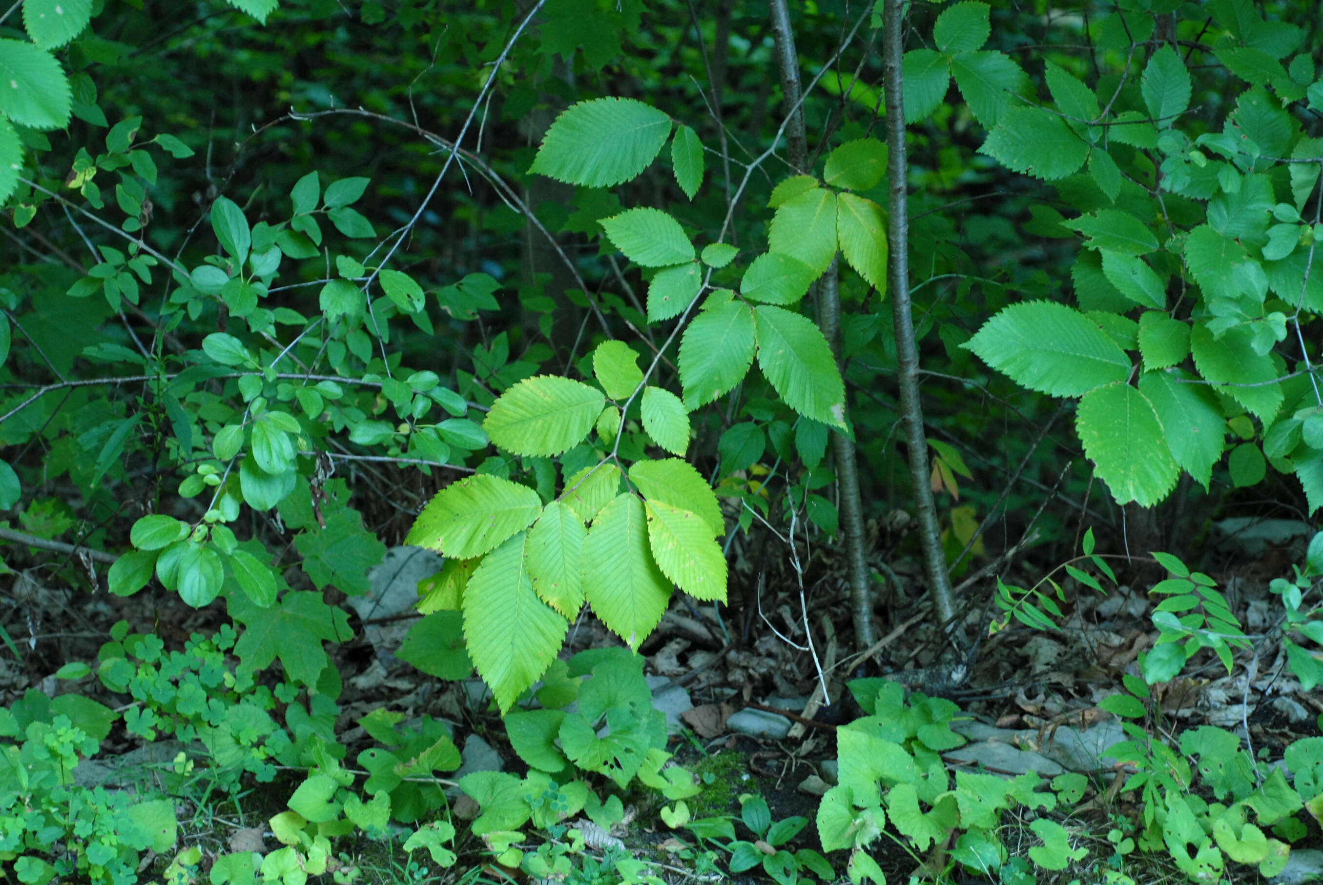 Image of cork elm