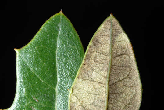 Image of Dwarf Live Oak