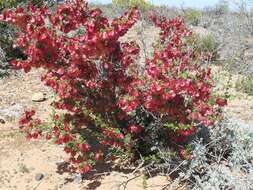 Image of Dodonaea microzyga F. Müll.