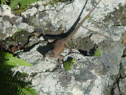 Image of Socorro Island Tree Lizard
