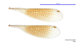 Image of Nososticta baroalba Watson & Theischinger 1983