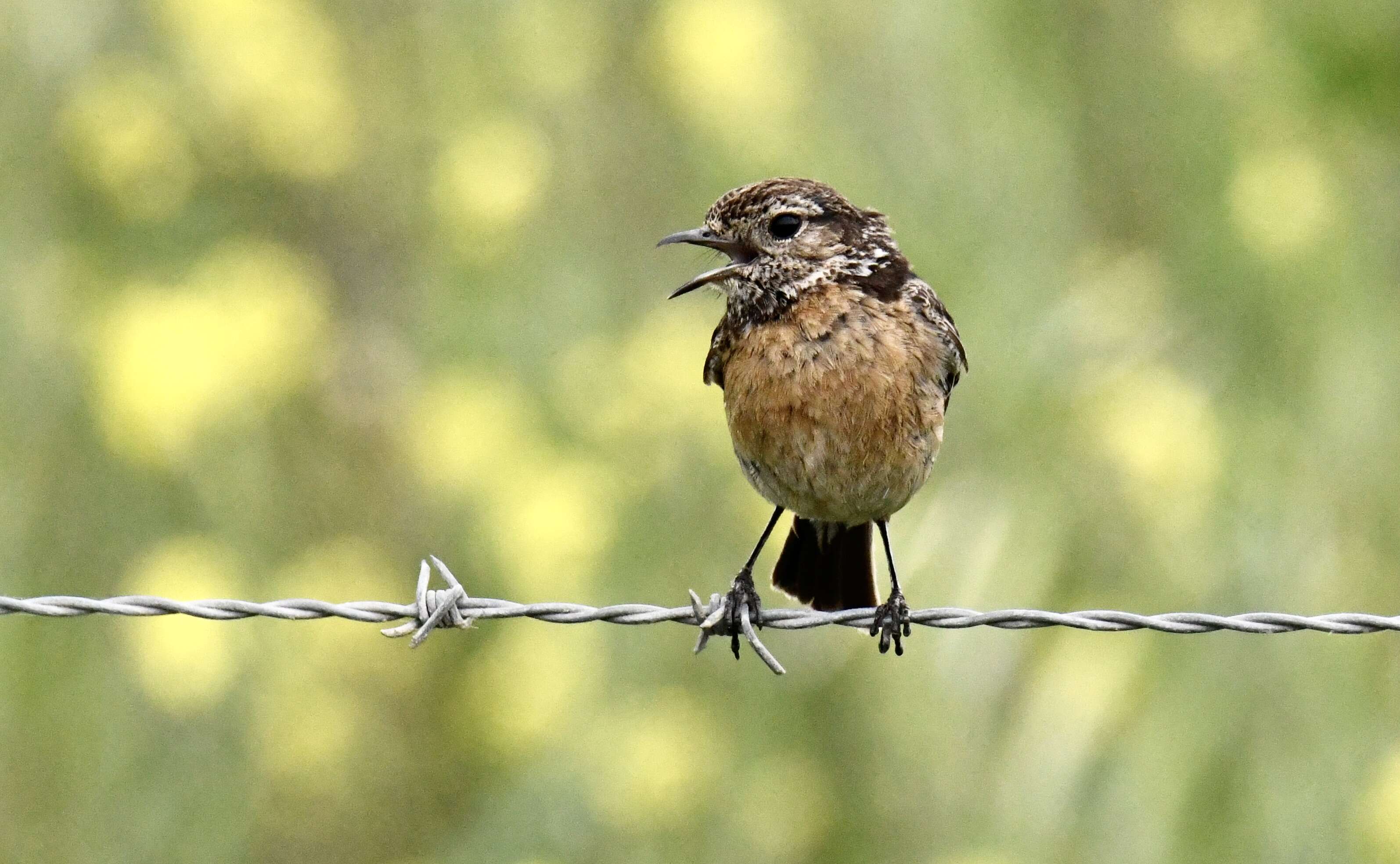 Image of African Stonechat