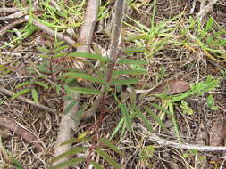 Plancia ëd Leucaena diversifolia (Schltdl.) Benth.