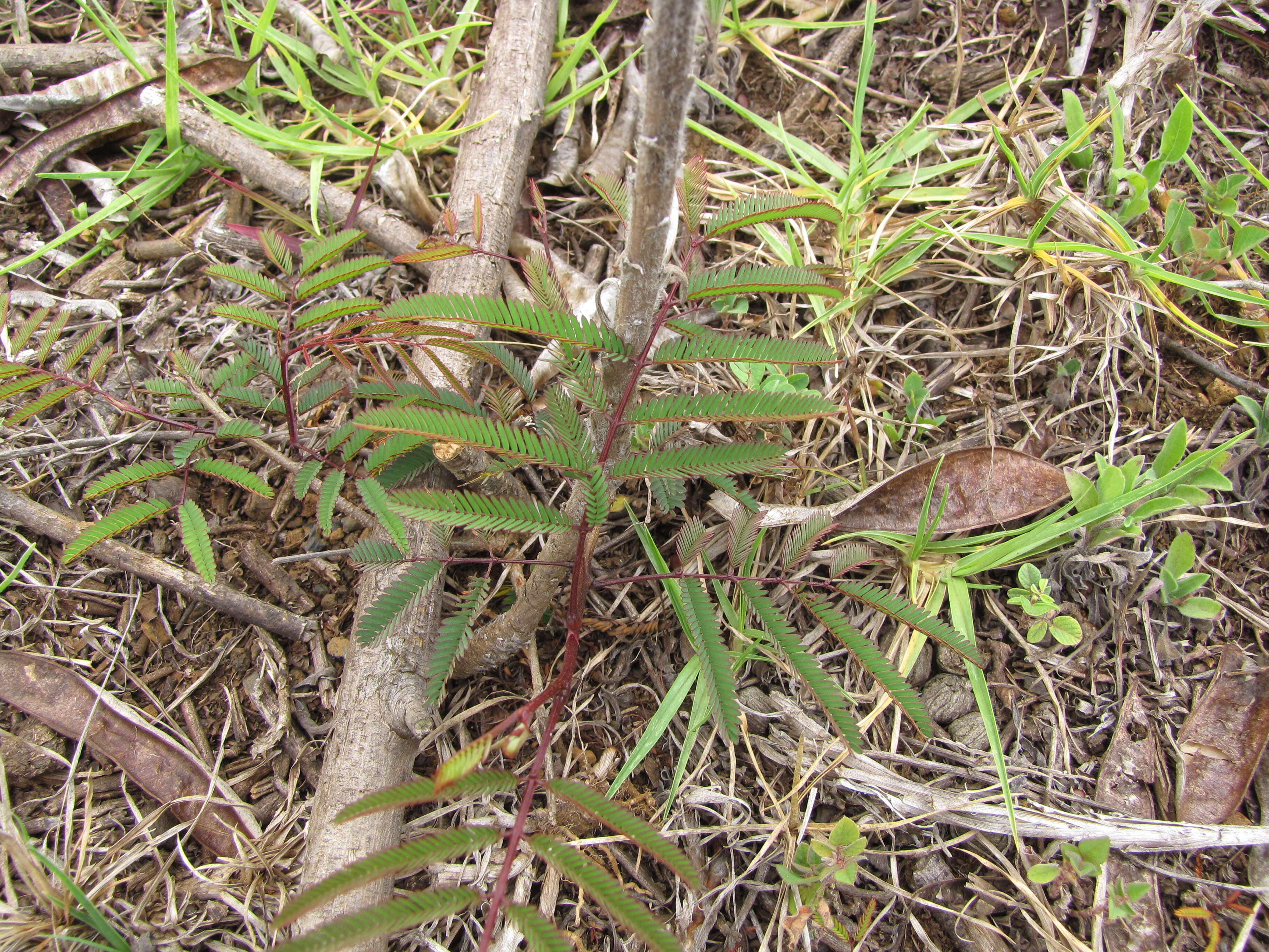 Plancia ëd Leucaena diversifolia (Schltdl.) Benth.