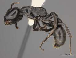 Imagem de Tetraponera aethiops Smith 1877