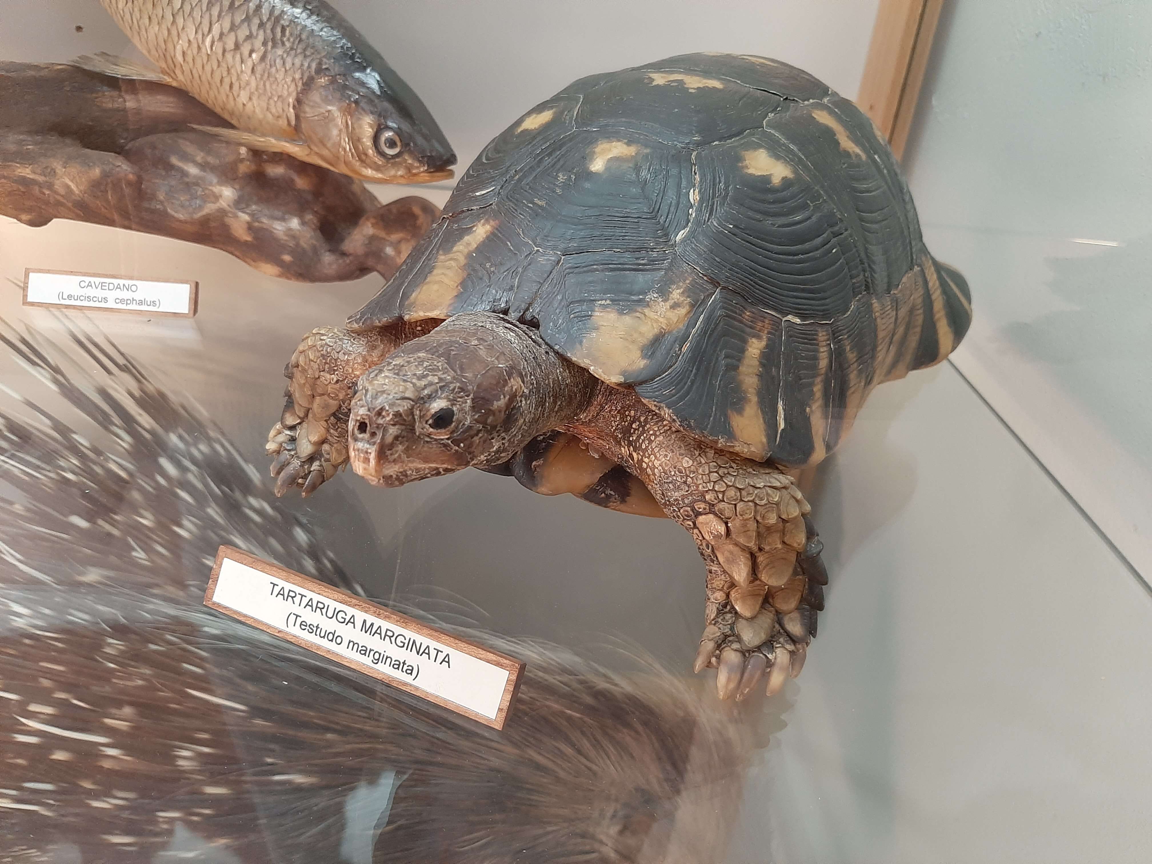 Image of Marginated Tortoise