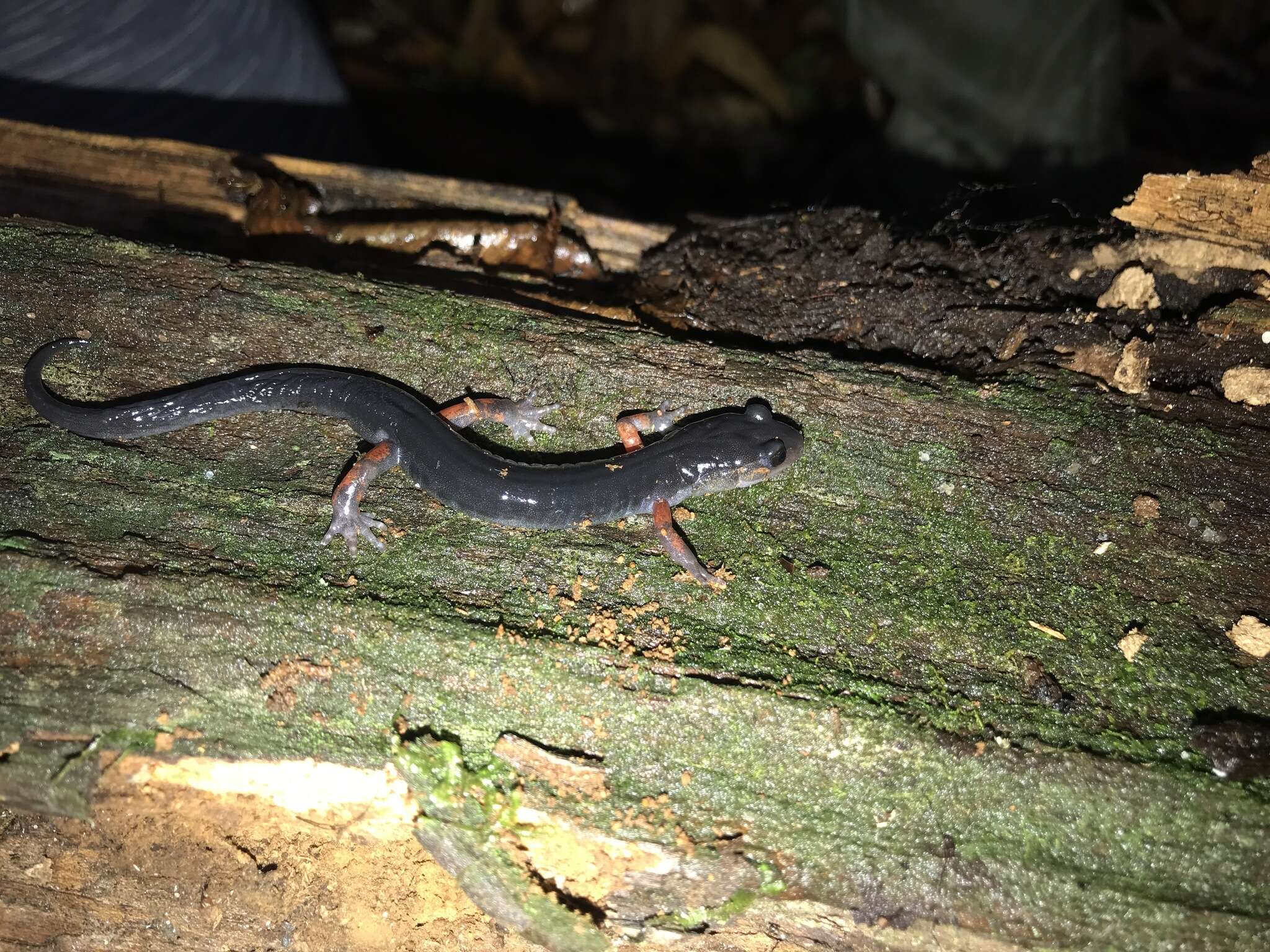 Image of Red-legged Salamander