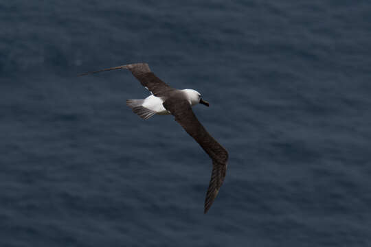 Image of Indian Yellow-nosed Albatross