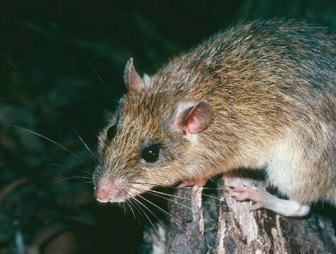 Image of Cape York Rat