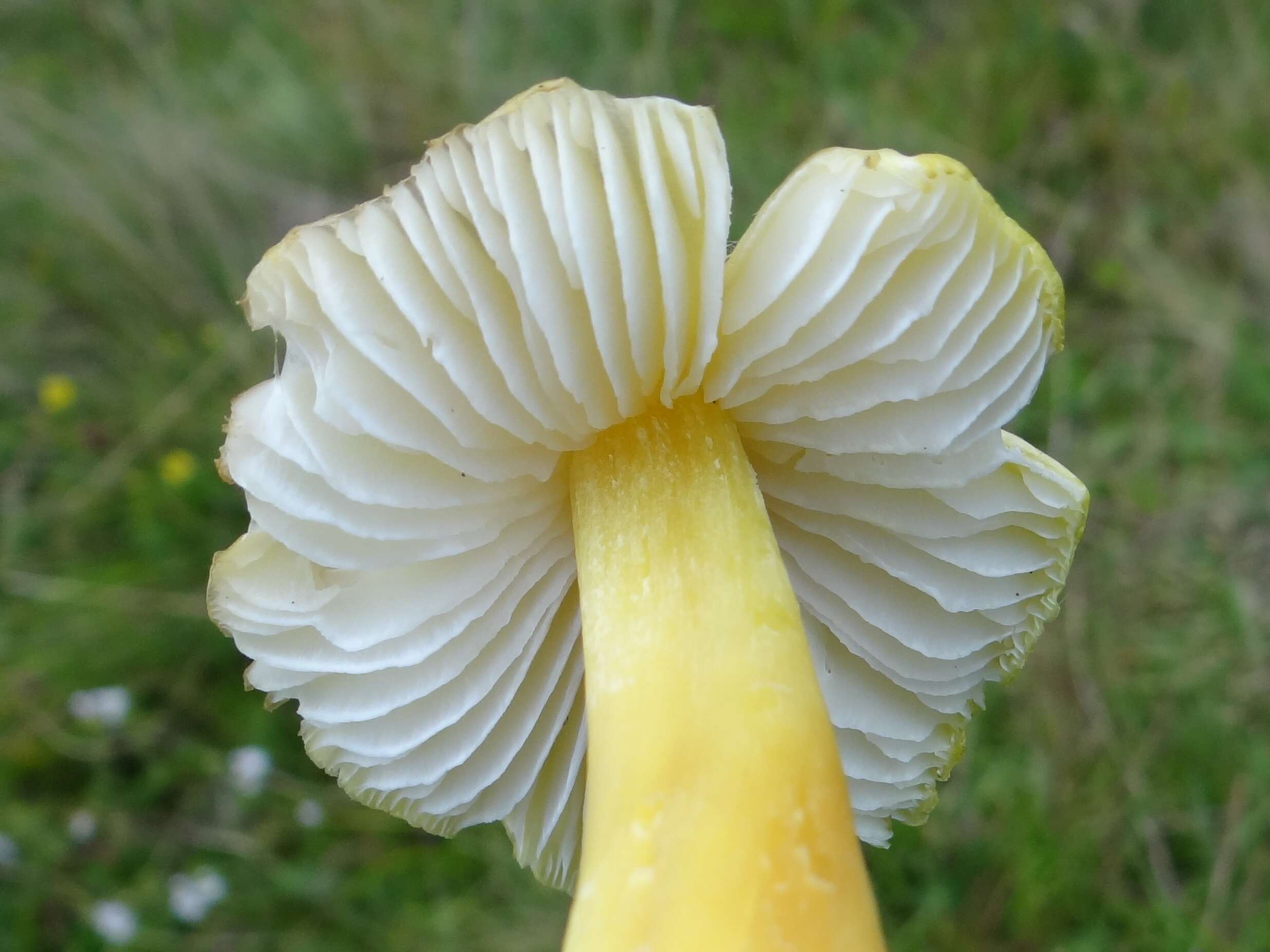 Image de Hygrocybe citrinovirens (J. E. Lange) Jul. Schäff. 1947