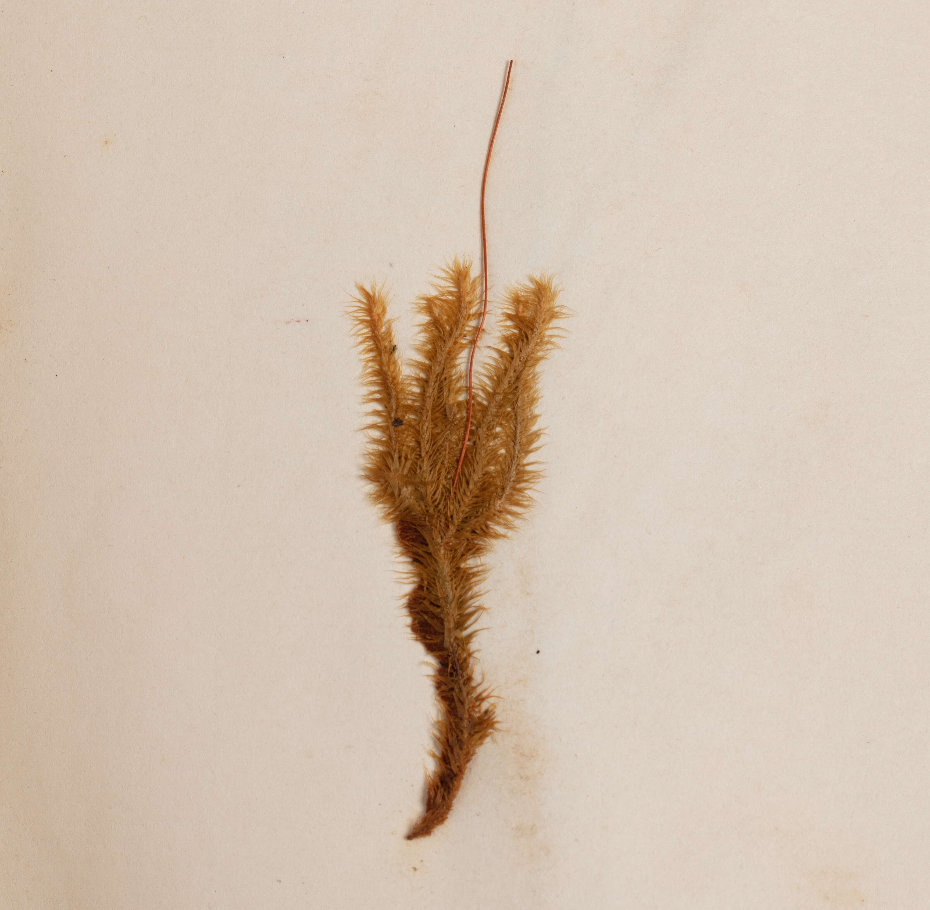 Image of Breutelia pendula Mitten 1859