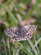 Image of Grizzled skipper