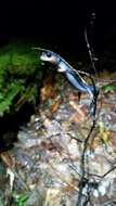 Image of Red-legged Salamander