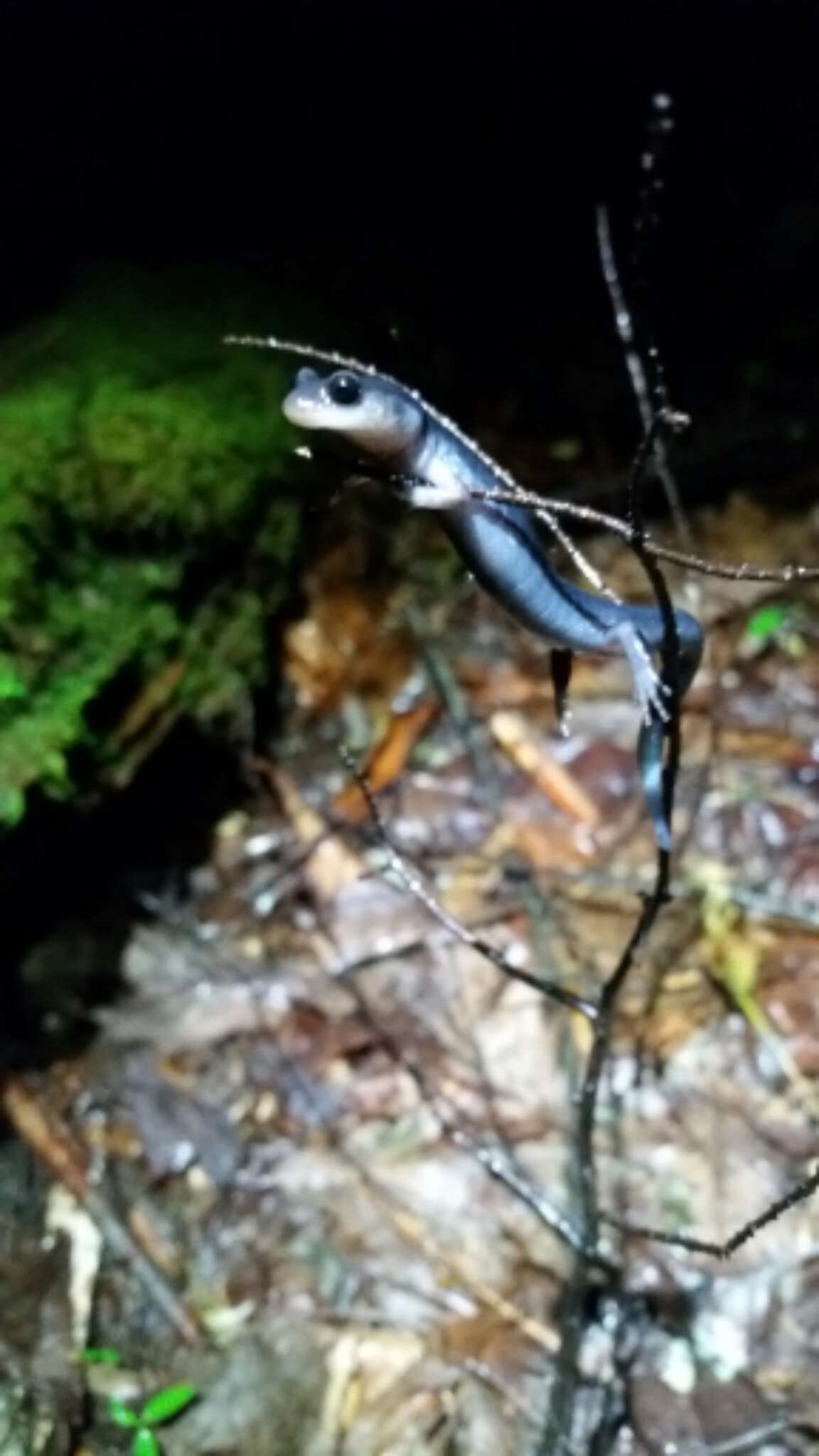 Image of Red-legged Salamander